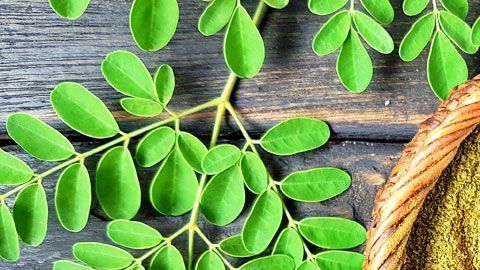Las hojas de moringa son ricas en proteínas, vitaminas y minerales.