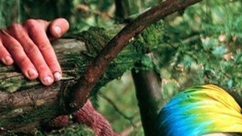 Julia "Butterfly" Hill