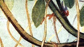 113850522_maniarriba