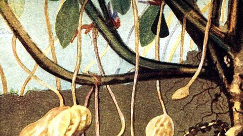 113850522_maniarriba