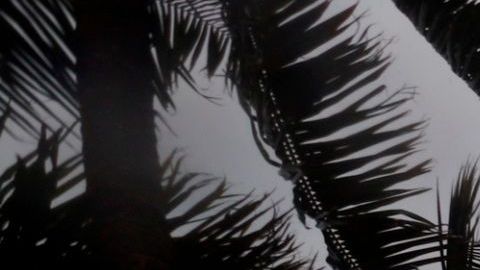 Otra tormenta tropical, Laura, avanza hacia la isla La Española.