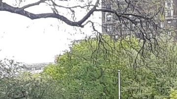 NYPD fue acusada de exagerar en sus funciones