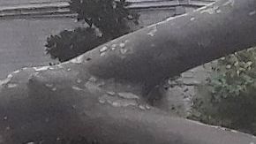 Un árbol aterrizó sobre un vehículo en West Village, NYC