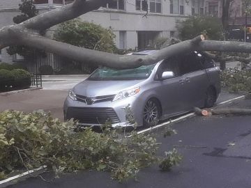 Un árbol aterrizó sobre un vehículo en West Village, NYC