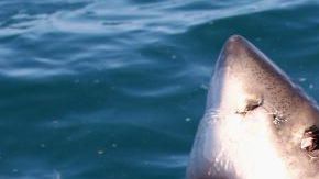 El tiburón blanco medía 13 pies.