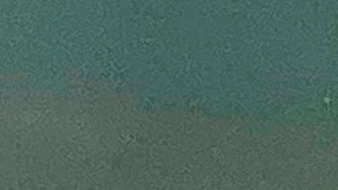 Ambientalistas dicen que las mantas están en busca de más oxígeno en el agua.