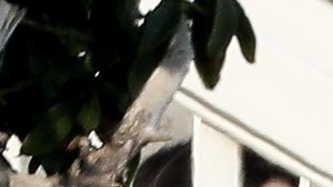 Kendall Jenner and Devin Booker