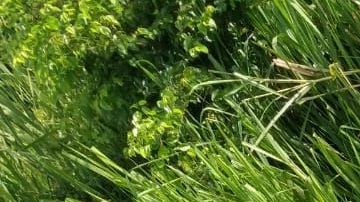 FOTOS: Los sacan de su casa a la fuerza y los matan en carretera junto a otras 4 personas