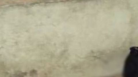 FOTOS: Sicarios irrumpen en casa, secuestran a familia y al escapar matan al perro