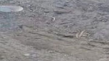 FOTO: Con tiro de gracia en la cabeza, matan a mujer y a niña; las dejan en desolada carretera