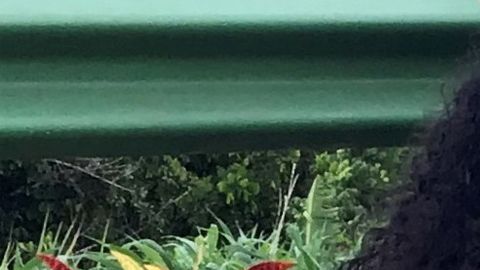 Flor-Michelle-Labrador