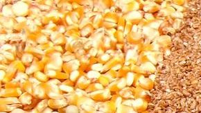 Remojar los frijoles favorece una mejor digestión y absorción de sus nutrientes.