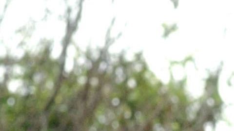 Steve Irwin, "El cazador de cocodrilos".