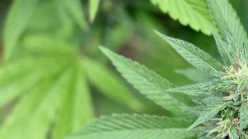 Actualmente está en proceso la aprobación de ley para regular el uso de la marihuana en México.