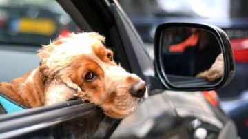Una mascota jamás debe asomarse por las ventanillas durante un viaje en auto, hacerlo pondría en riesgo su vida.