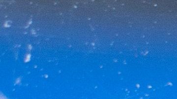 Por qué miles de pollitos están muriendo después de ser enviados por el Servicio Postal de Estados Unidos