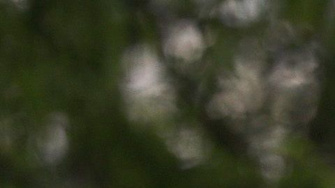 La escuelas reabrirán en Florida.