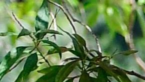 Los demócratas reconocen que el coronavirus marcó aún más las diferencias económicas entre algunos grupos étnicos y raciales.