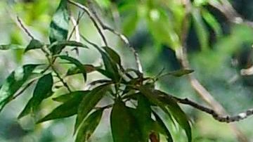 Los demócratas reconocen que el coronavirus marcó aún más las diferencias económicas entre algunos grupos étnicos y raciales.