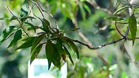 Los demócratas reconocen que el coronavirus marcó aún más las diferencias económicas entre algunos grupos étnicos y raciales.