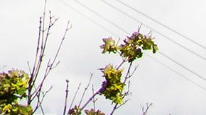 Postes de cables eléctricos derribados por el paso de la tormenta Isaías por Guttenberg, New Jersey.