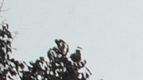 Vehículos quemados luego de que policías disparan a un hombre negro en Wisconsin.