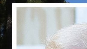 Al presidente Trump le parece "buena idea" esculpir su rostro en el Monte Rushmore.