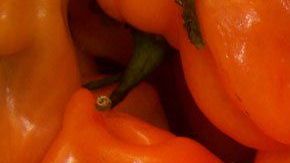 El chile habanero tiene Denominación de Origen que poseen 3 entidades que forman la Península de Yucatán (Yucatán, Quintana Roo y Campeche).