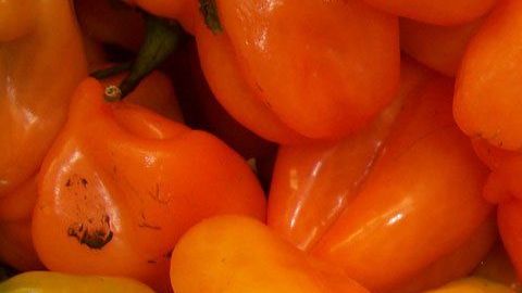 El chile habanero tiene Denominación de Origen que poseen 3 entidades que forman la Península de Yucatán (Yucatán, Quintana Roo y Campeche).