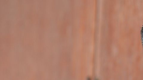 Heber-Israel-Valenzuela-Cortez