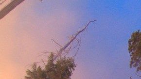Una quemadura prescrita en Giant Forest, Sequoia National Park, para restaurar los bosques de secuoyas gigantes.