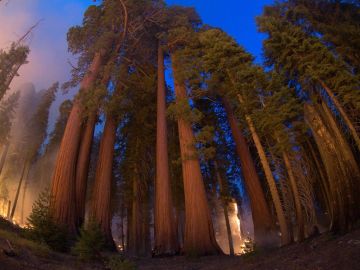 Una quemadura prescrita en Giant Forest, Sequoia National Park, para restaurar los bosques de secuoyas gigantes.