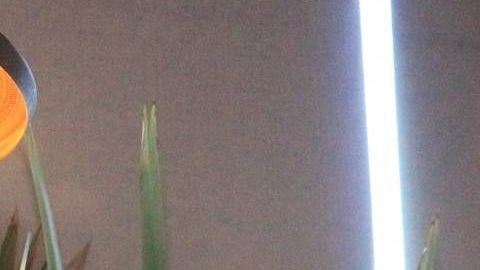 Carlos Cuevas.
