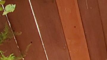 La pandemia inspira el lado creativo de Rebecca Sotelo. (Cortesía Rebeca Sotelo)