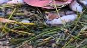 Imagen facilitada por Miami Waterkeepers con cientos de peces muertos en la bahía de Biscayne, en Miami.