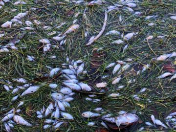 Imagen facilitada por Miami Waterkeepers con cientos de peces muertos en la bahía de Biscayne, en Miami.
