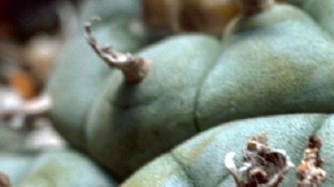 El peyote no solo ha despertado el interés científico, ha inspirado a escritores como Carlos Castaneda, autor de Las Enseñanzas de Don Juan.