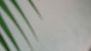 Rob Gronkowski tiburón