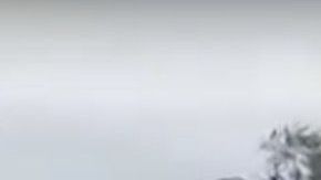 El momento en que el hombre dispara al elefante.