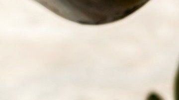 El aceite de oliva tiene efectos comprobados de reducción de riesgo de enfermedades cardiovasculares y ha favorecido la pérdida de peso al sustituir grasas saturadas.