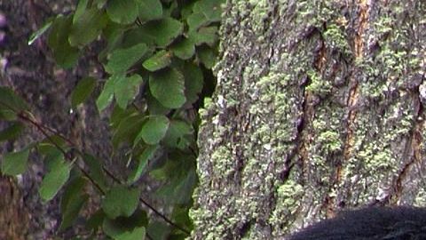 El oso es frecuentemente visto en el lugar y se muestra siempre "amigable".