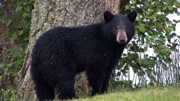 El oso es frecuentemente visto en el lugar y se muestra siempre "amigable".