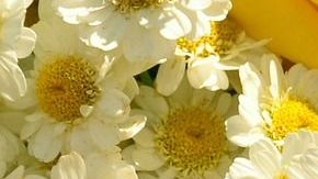 Las rosas amarillas y la manzanilla se relacionan con la abundancia.