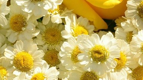 Las rosas amarillas y la manzanilla se relacionan con la abundancia.