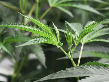 El 61% de los votantes aprueba la legalización de la marihuana, según una encuesta del Centro de Investigación Pew.
