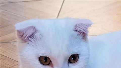 La dueña le aplicó cúrcuma a este gatito.