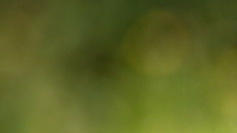 El ataque afectó toda la cara del niño, le sacó un pedazo de nariz y dejó secuelas en los nervios faciales.