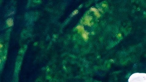 El mandatario estadounidense fue fotografiado el sábado jugando al golf.