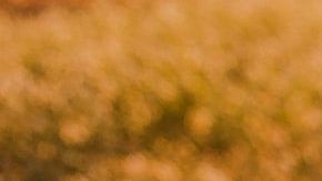 Conoce qué signo sería tu media naranja.