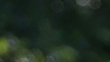 La pareja estuvo en Vermont el año pasado.